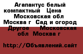 Агапантус белый компактный › Цена ­ 250 - Московская обл., Москва г. Сад и огород » Другое   . Московская обл.,Москва г.